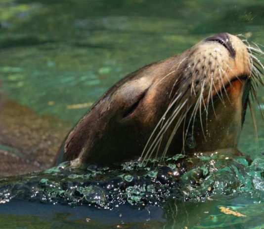 Lobo marino sorprende al aparecer en el río Andalién: ¿es posible que estos animales ingresen a aguas dulces? Lobo marino sorprende al aparecer en el río Andalién: ¿es posible que estos animales ingresen a aguas dulces?