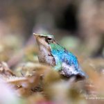 Reportaje | Chile y Argentina fortalecen alianza binacional para salvar a las ranitas de Darwin de la extinción Reportaje | Chile y Argentina fortalecen alianza binacional para salvar a las ranitas de Darwin de la extinción