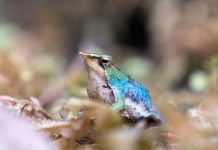Reportaje | Chile y Argentina fortalecen alianza binacional para salvar a las ranitas de Darwin de la extinción Reportaje | Chile y Argentina fortalecen alianza binacional para salvar a las ranitas de Darwin de la extinción