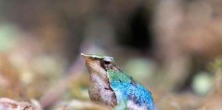 Reportaje | Chile y Argentina fortalecen alianza binacional para salvar a las ranitas de Darwin de la extinción