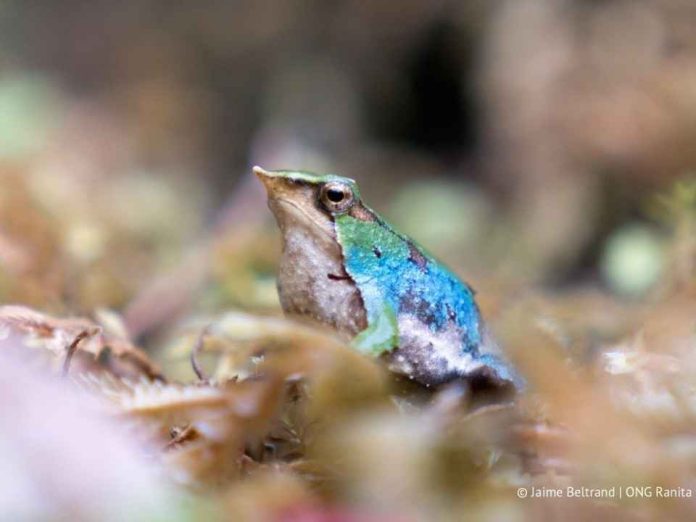 Reportaje | Chile y Argentina fortalecen alianza binacional para salvar a las ranitas de Darwin de la extinción