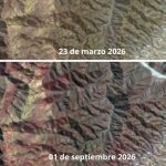 Desierto Florido 2026: lluvias amplían la extensión de uno de los fenómenos naturales más emblemáticos de Atacama Desierto Florido 2026 lluvias amplían la extensión de uno de los fenómenos naturales más emblemáticos de Atacama