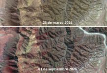 Desierto Florido 2026: lluvias amplían la extensión de uno de los fenómenos naturales más emblemáticos de Atacama Desierto Florido 2026 lluvias amplían la extensión de uno de los fenómenos naturales más emblemáticos de Atacama