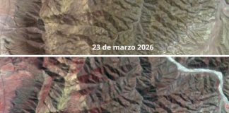 Desierto Florido 2026 lluvias amplían la extensión de uno de los fenómenos naturales más emblemáticos de Atacama