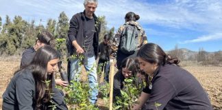 Masiva reforestación en Pirque Estudiantes de Agronomía y Sistemas Naturales UC participan en plan de restauración ecológica con 500 árboles nativos
