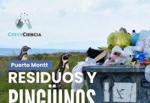 Residuos y conservación de pingüinos protagonizarán nuevo CerveCiencia en Puerto Montt