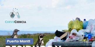 Residuos y conservación de pingüinos protagonizarán nuevo CerveCiencia en Puerto Montt