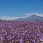 SERNATUR presenta el Desierto Florido 2026 e invita a descubrir Atacama de manera responsable SERNATUR presenta el Desierto Florido 2026 e invita a descubrir Atacama de manera responsable