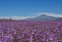 SERNATUR presenta el Desierto Florido 2026 e invita a descubrir Atacama de manera responsable SERNATUR presenta el Desierto Florido 2026 e invita a descubrir Atacama de manera responsable