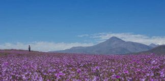 SERNATUR presenta el Desierto Florido 2026 e invita a descubrir Atacama de manera responsable