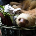 Reportaje | Por qué el perezoso se convirtió en uno de los grandes símbolos de Costa Rica Por qué el perezoso se convirtió en uno de los grandes símbolos de Costa Rica