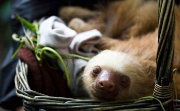 Por qué el perezoso se convirtió en uno de los grandes símbolos de Costa Rica