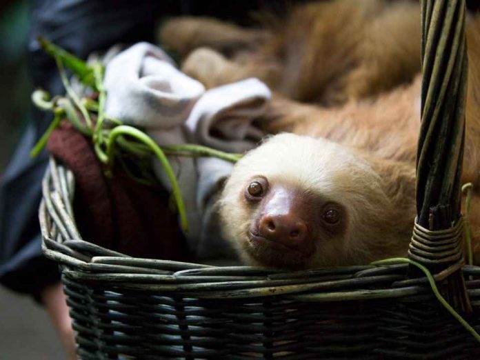 Por qué el perezoso se convirtió en uno de los grandes símbolos de Costa Rica Por qué el perezoso se convirtió en uno de los grandes símbolos de Costa Rica