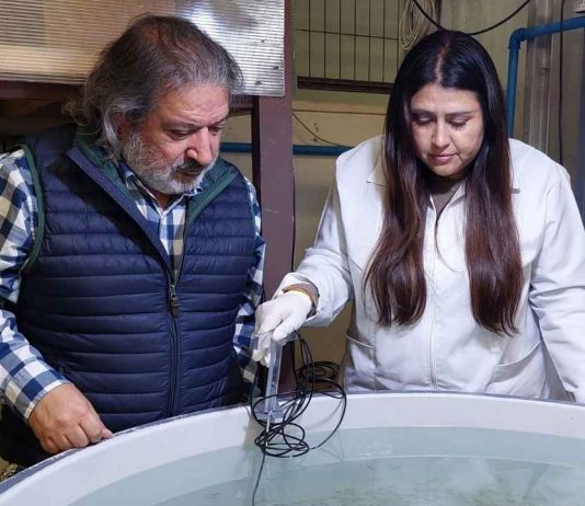 Startup nacida en la UCSC destaca entre 271 postulaciones y llevará tecnología acuícola a escala industrial Startup nacida en la UCSC destaca entre 271 postulaciones y llevará tecnología acuícola a escala industrial