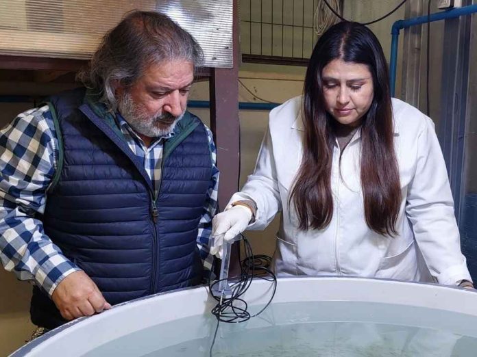 Startup nacida en la UCSC destaca entre 271 postulaciones y llevará tecnología acuícola a escala industrial