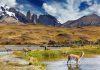 ¡Chile busca a sus nuevos Guardianes de la Naturaleza! Servicio de Biodiversidad y Áreas Protegidas invita a elegir cuatro especies para proteger la biodiversidad