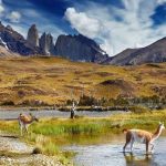 ¡Chile busca a sus nuevos Guardianes de la Naturaleza! Servicio de Biodiversidad y Áreas Protegidas invita a elegir cuatro especies para proteger la biodiversidad