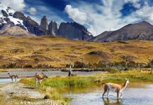 ¡Chile busca a sus nuevos Guardianes de la Naturaleza! Servicio de Biodiversidad y Áreas Protegidas invita a elegir cuatro especies para proteger la biodiversidad