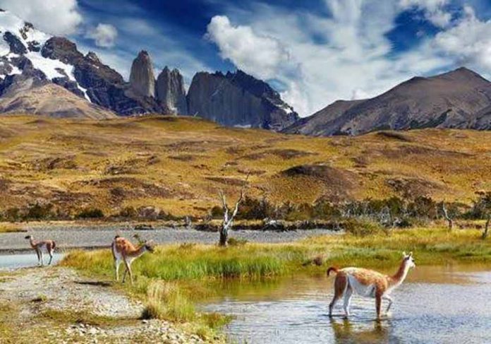 ¡Chile busca a sus nuevos Guardianes de la Naturaleza! Servicio de Biodiversidad y Áreas Protegidas invita a elegir cuatro especies para proteger la biodiversidad